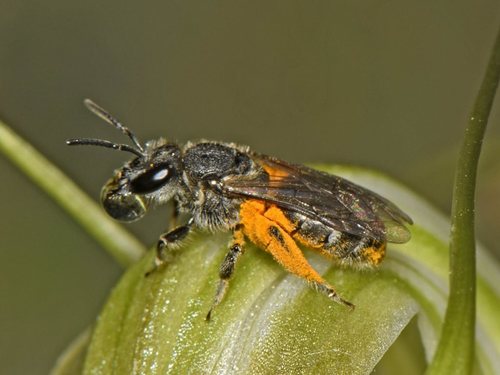 Lasioglossum clelandi
