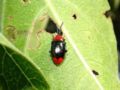 Phyllocharis gracilis