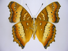 Precis ceryne ceryne