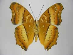 Precis ceryne ceryne