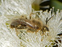 Leioproctus