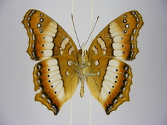 Precis ceryne ceryne