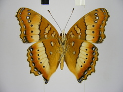 Precis ceryne ceryne