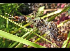 Periclystus circuiter