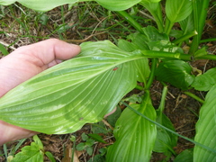 Hosta