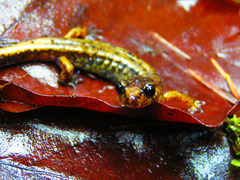 Plethodon dunni