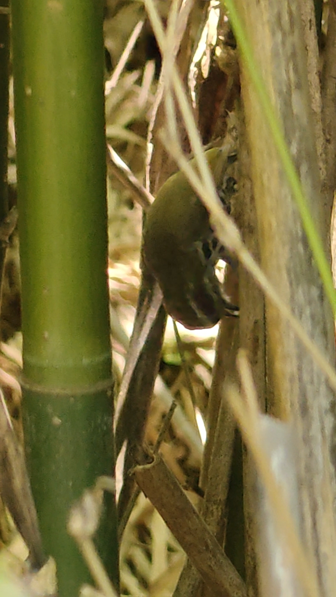 Speckled Piculet