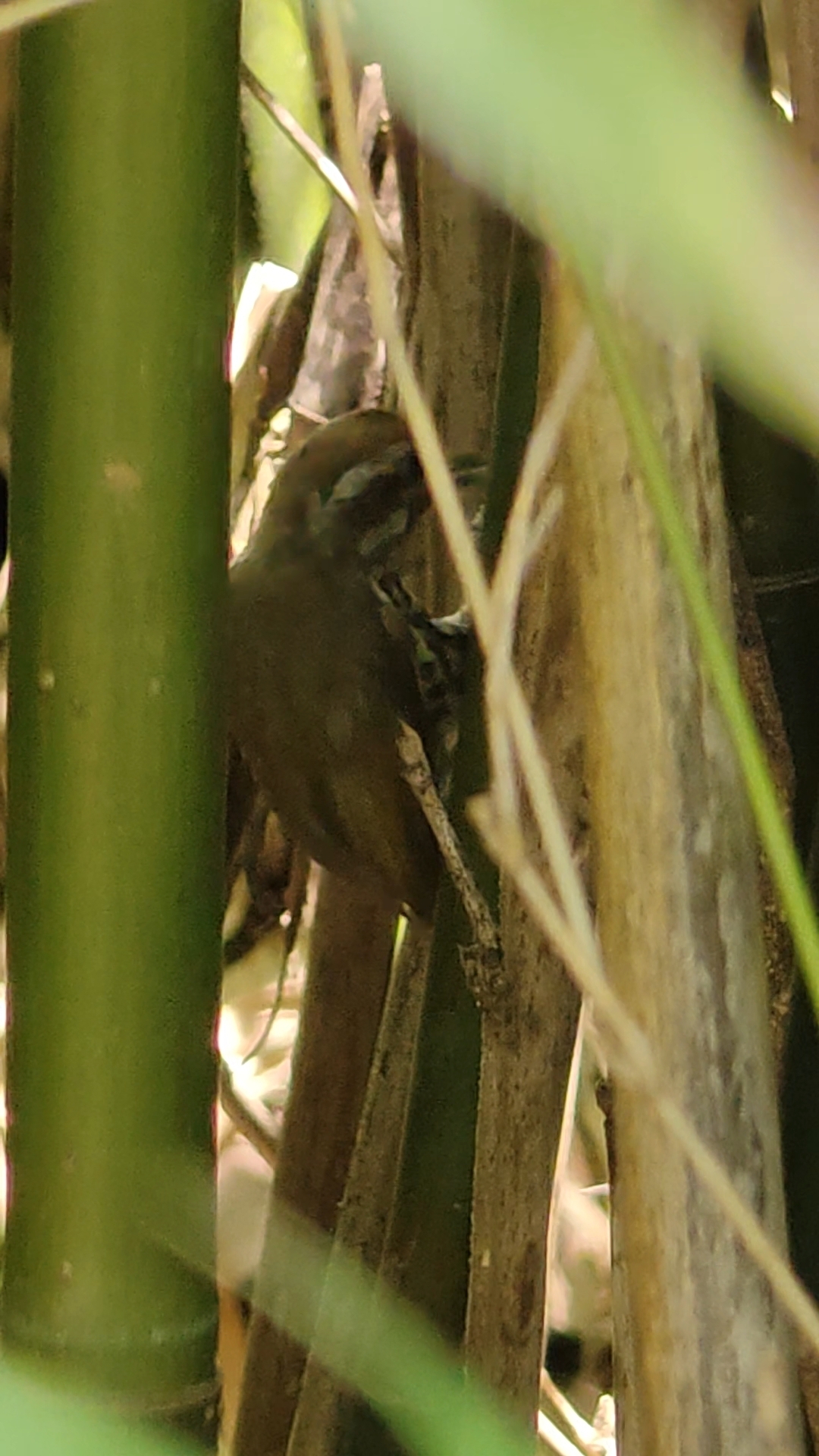 Speckled Piculet