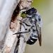 Megachile semiluctuosa - Photo (c) Ken Walker, some rights reserved (CC BY-NC-SA), uploaded by Ken Walker