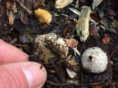 Lycoperdon compactum
