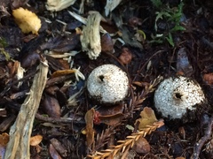 Lycoperdon compactum