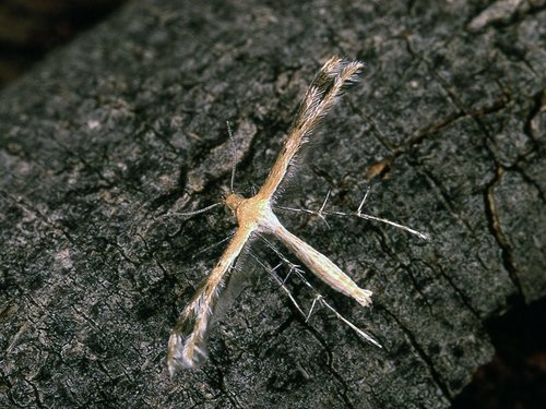 Spiderling Plume Moth