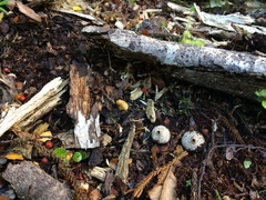 Lycoperdon compactum