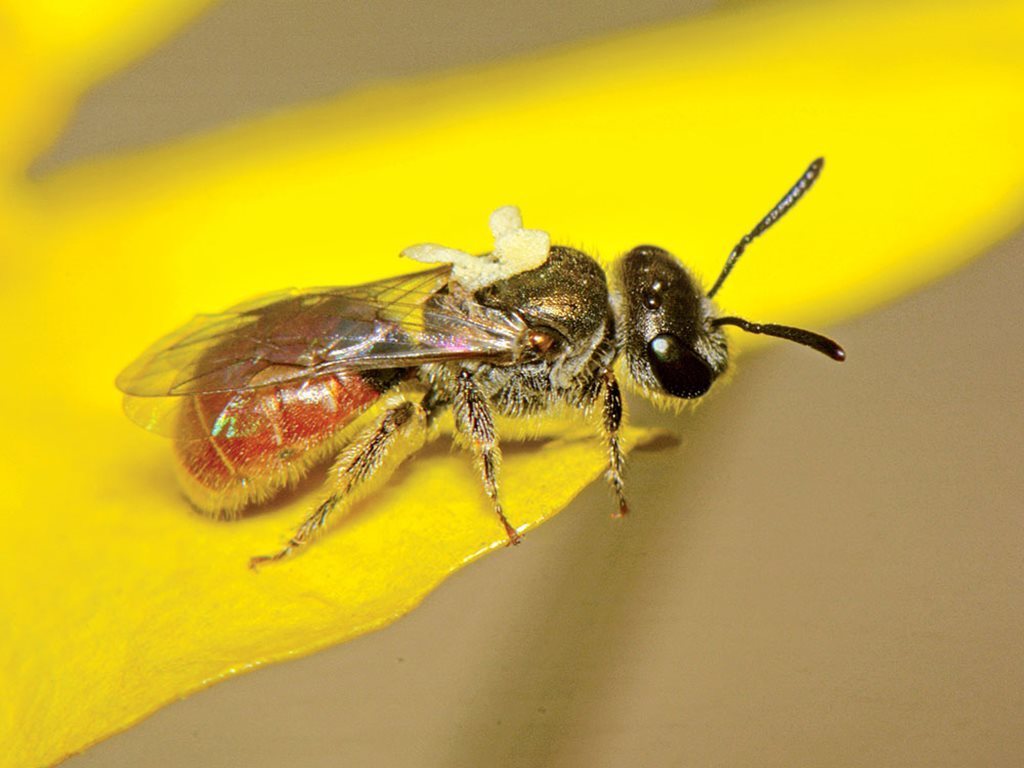 Lasioglossum hemichalceum