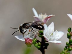 Lasioglossum sphecodoides