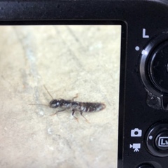 Reticulitermes lucifugus