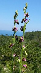 Ophrys oestrifera