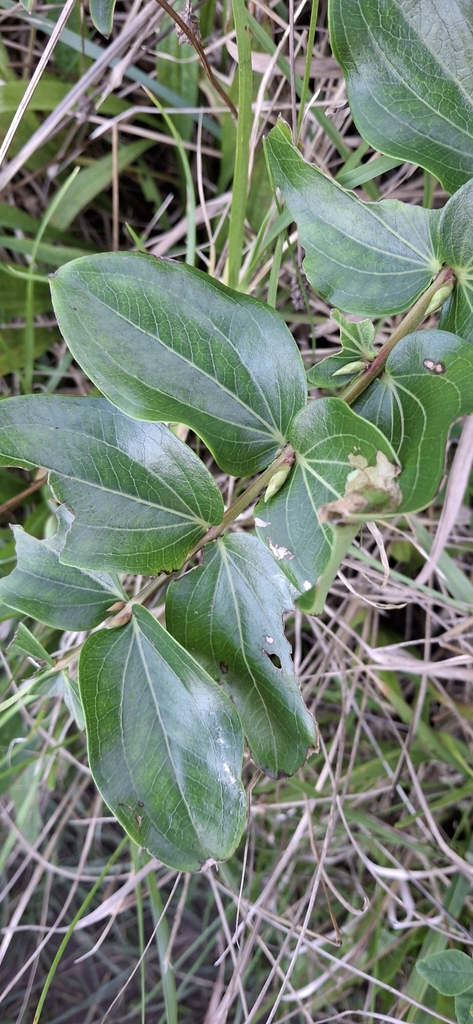 Tree Tutu from Cape Reinga 0484, New Zealand on July 5, 2024 at 03:34 ...