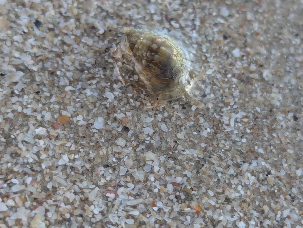 Phrontis complanata