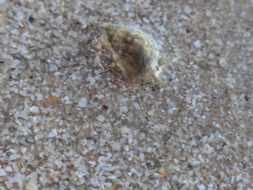 Phrontis complanata