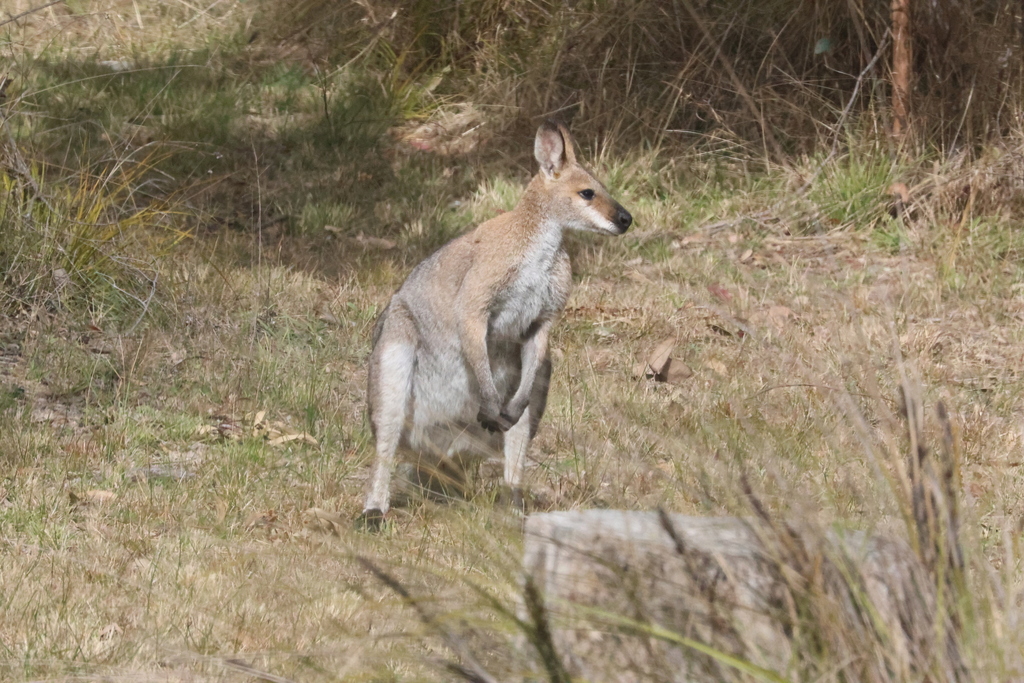 Red-necked Wallaby from Amiens QLD 4380, Australia on July 5, 2024 at ...