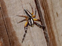 Mopsolodes australensis