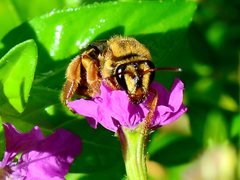 Mellitidia tomentifera