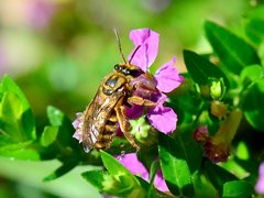 Mellitidia tomentifera