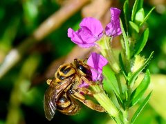 Mellitidia tomentifera