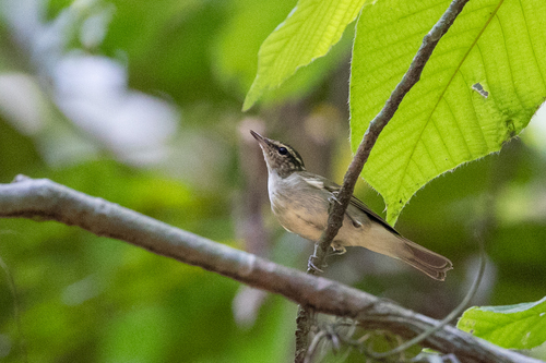 Large-billed Leaf Warbler (Phylloscopus magnirostris), photo 5