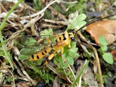 Xanthopimpla rhopaloceros