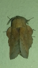 Phyllodesma tremulifolia