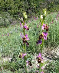 Ophrys oestrifera