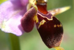 Ophrys oestrifera