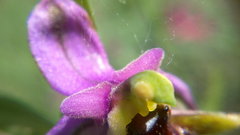 Ophrys oestrifera