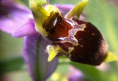 Ophrys oestrifera