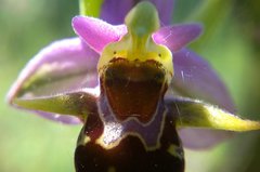 Ophrys oestrifera