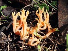 Ramaria capitata ochraceosalmonicolor