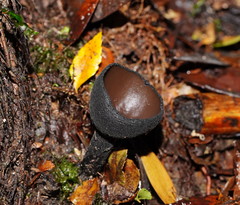 Urnula campylospora