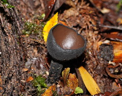 Urnula campylospora