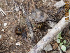 Mellitidia tomentifera