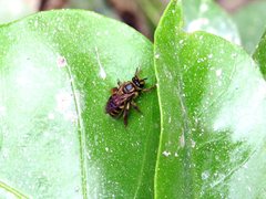 Mellitidia tomentifera