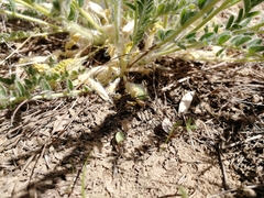 Astragalus buchtormensis