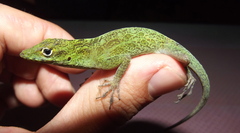 Anolis evermanni