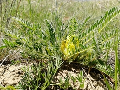 Astragalus buchtormensis