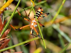 Poecilosphodrus gratiosus