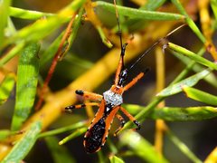 Poecilosphodrus gratiosus