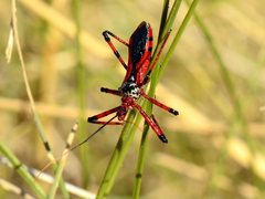 Poecilosphodrus gratiosus