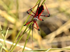 Poecilosphodrus gratiosus