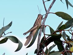 Austracris guttulosa